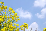 油菜花