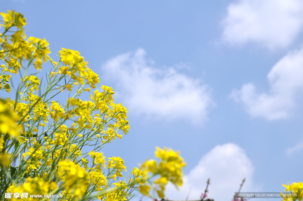 油菜花
