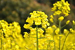 油菜花