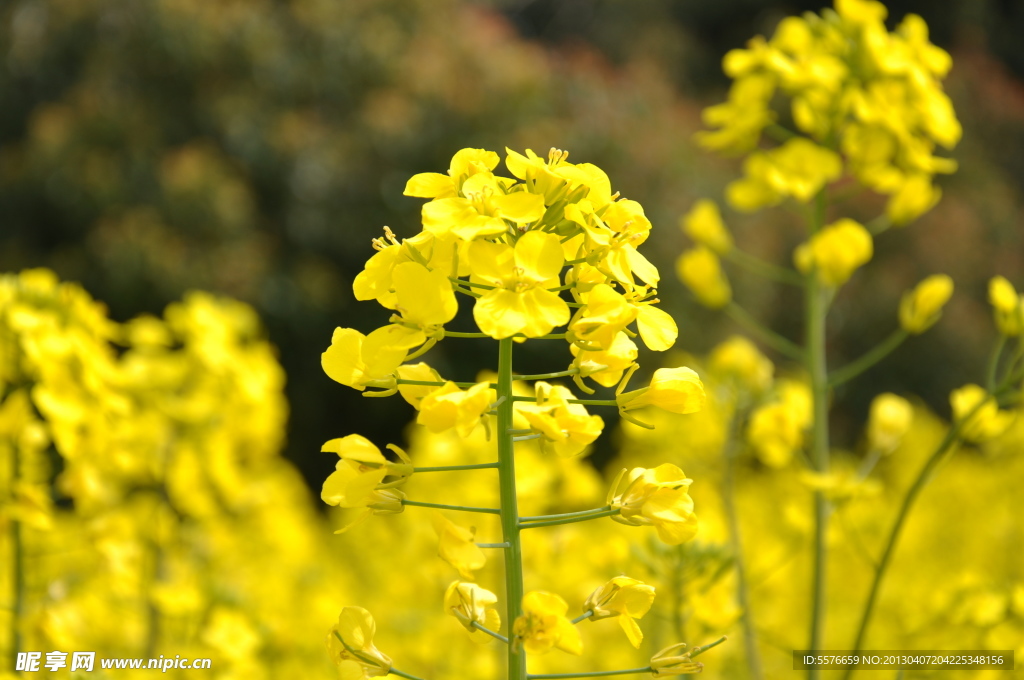 油菜花