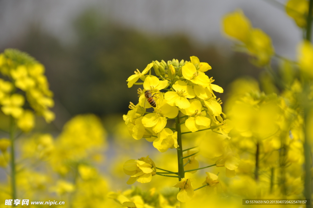 油菜花 蜜蜂