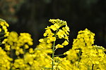 油菜花