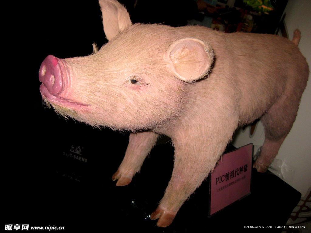 猪雕像