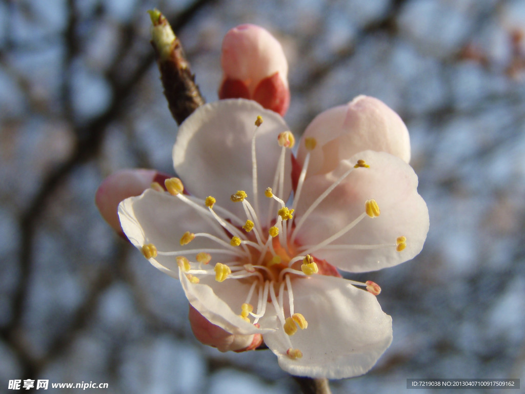 桃花