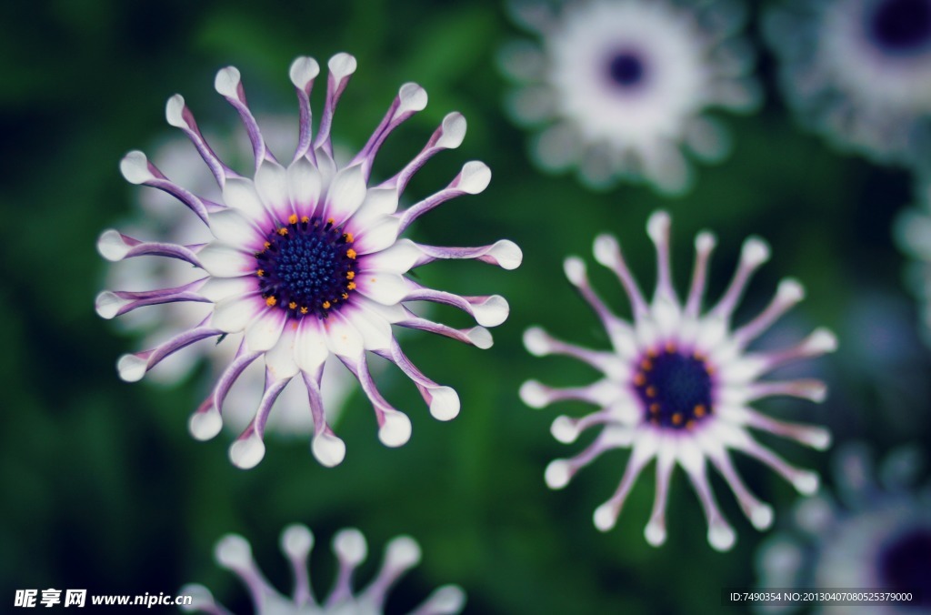 雏菊