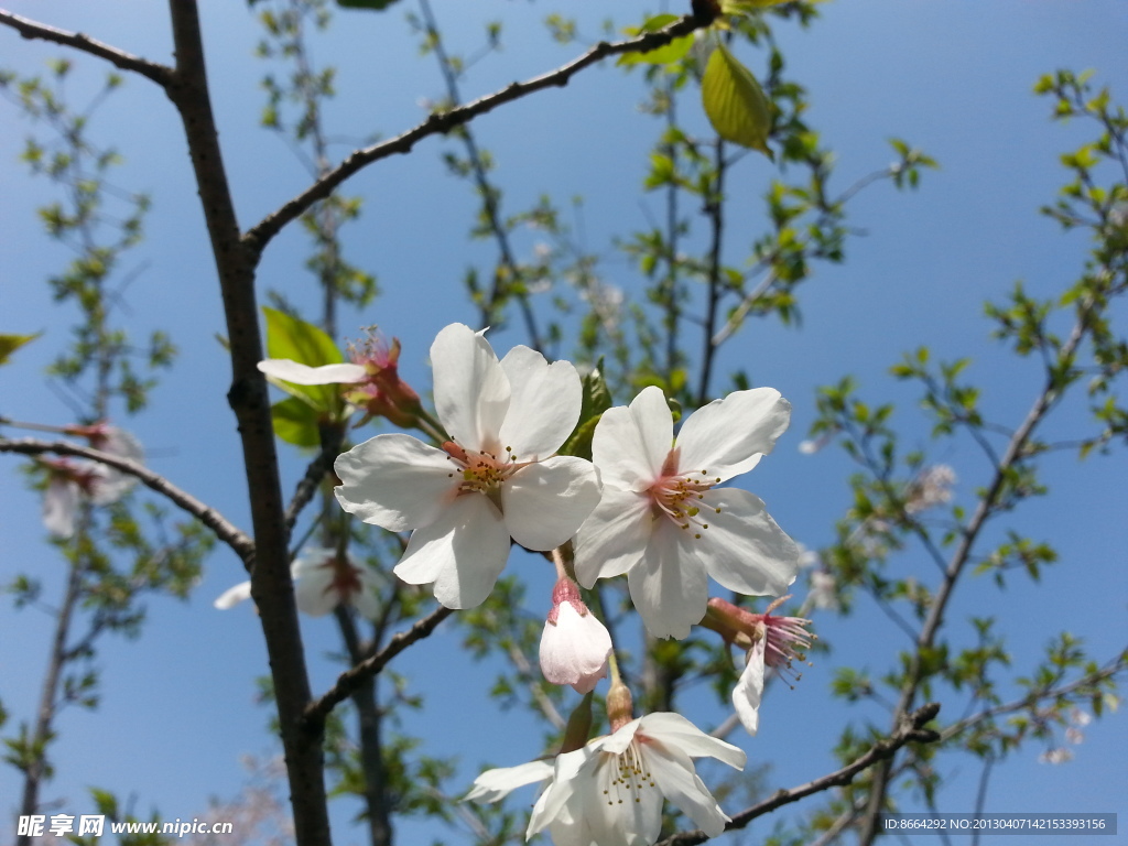 樱花