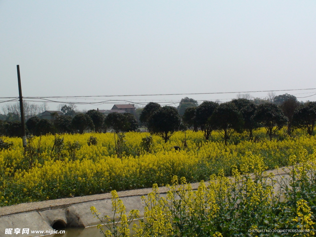 蔬菜基地油菜花