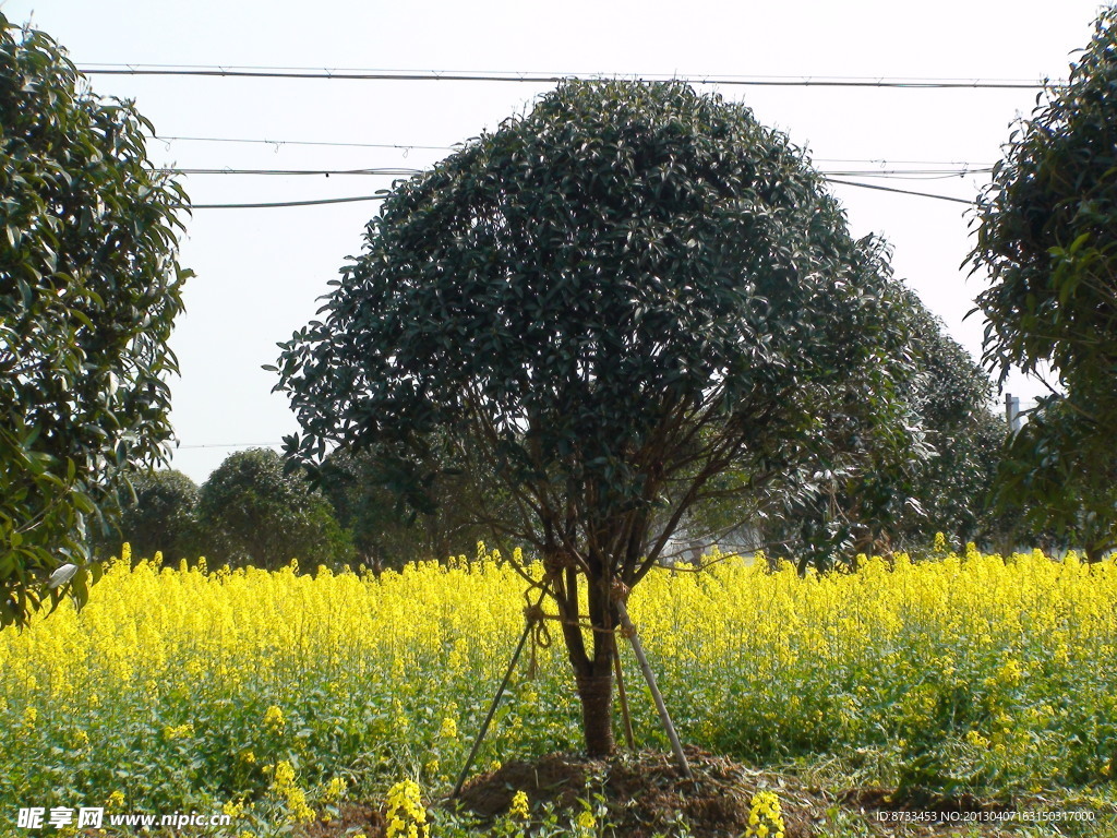 蔬菜基地油菜花