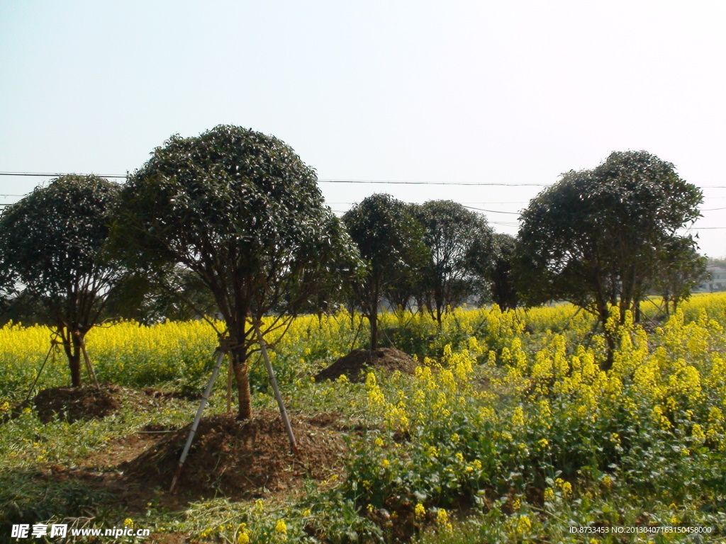 蔬菜基地油菜花