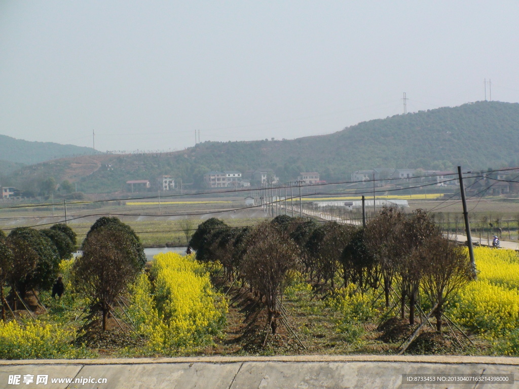 蔬菜基地油菜花