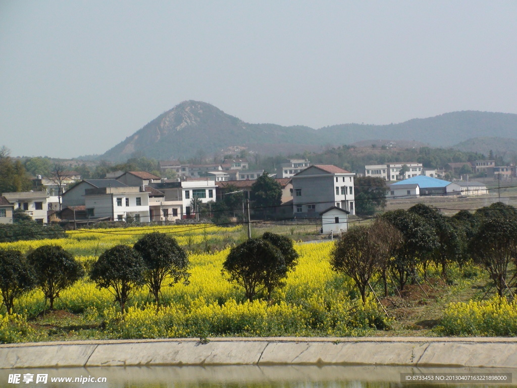 蔬菜基地油菜花