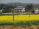 蔬菜基地油菜花
