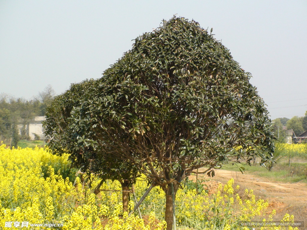 蔬菜基地油菜花