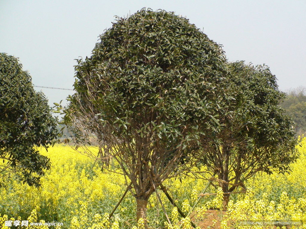 蔬菜基地油菜花