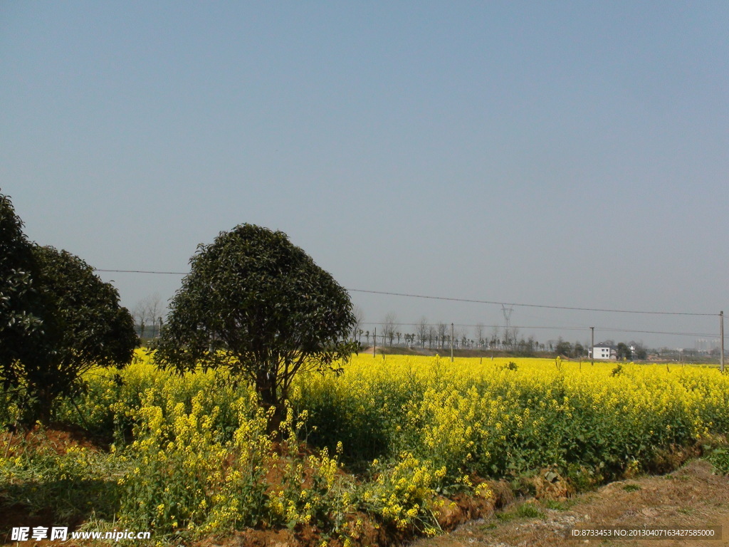 蔬菜基地油菜花