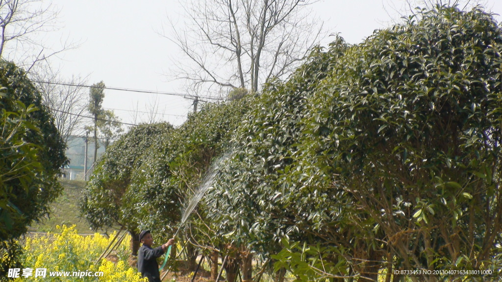 蔬菜基地油菜花