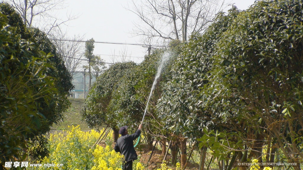 蔬菜基地油菜花