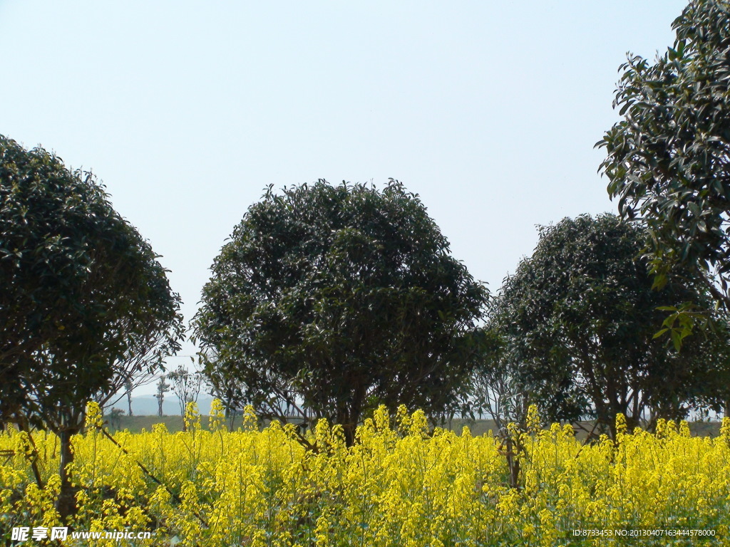 蔬菜基地油菜花