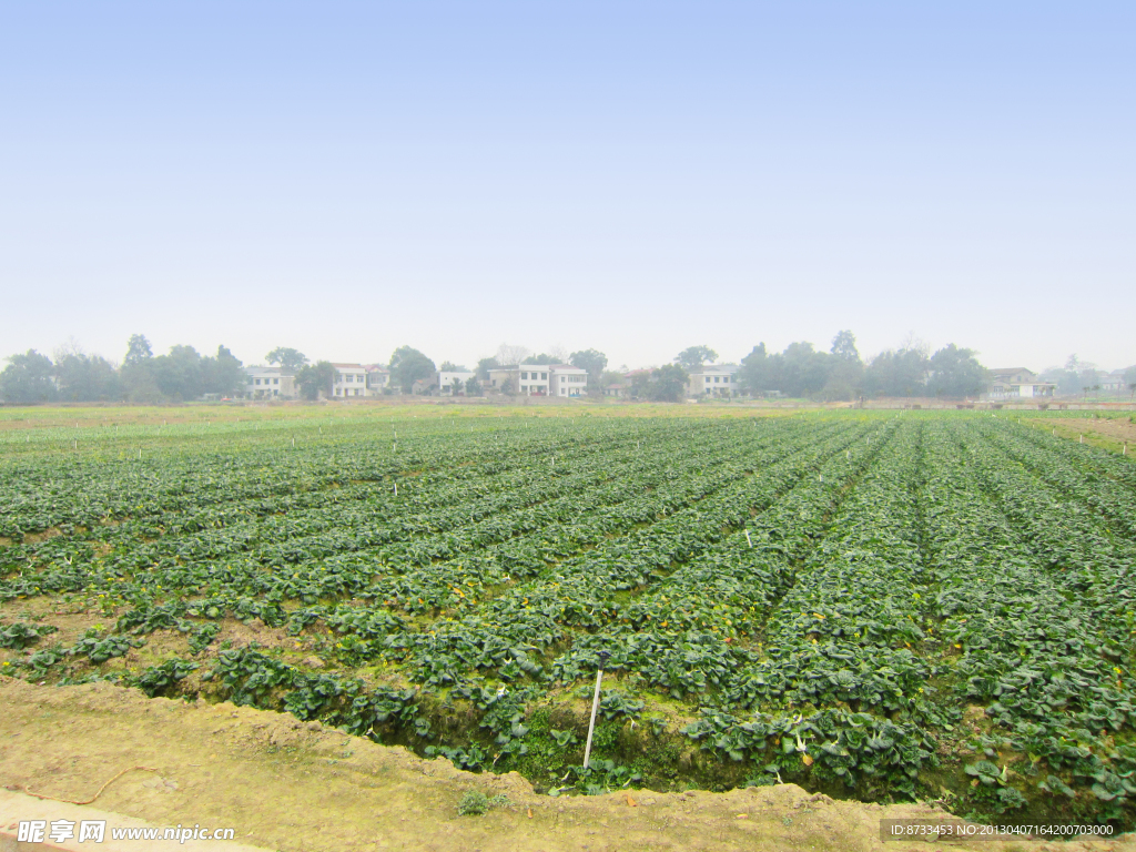 蔬菜基地