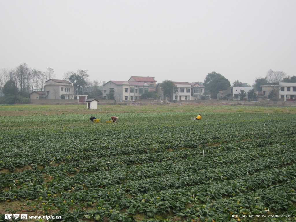 蔬菜基地