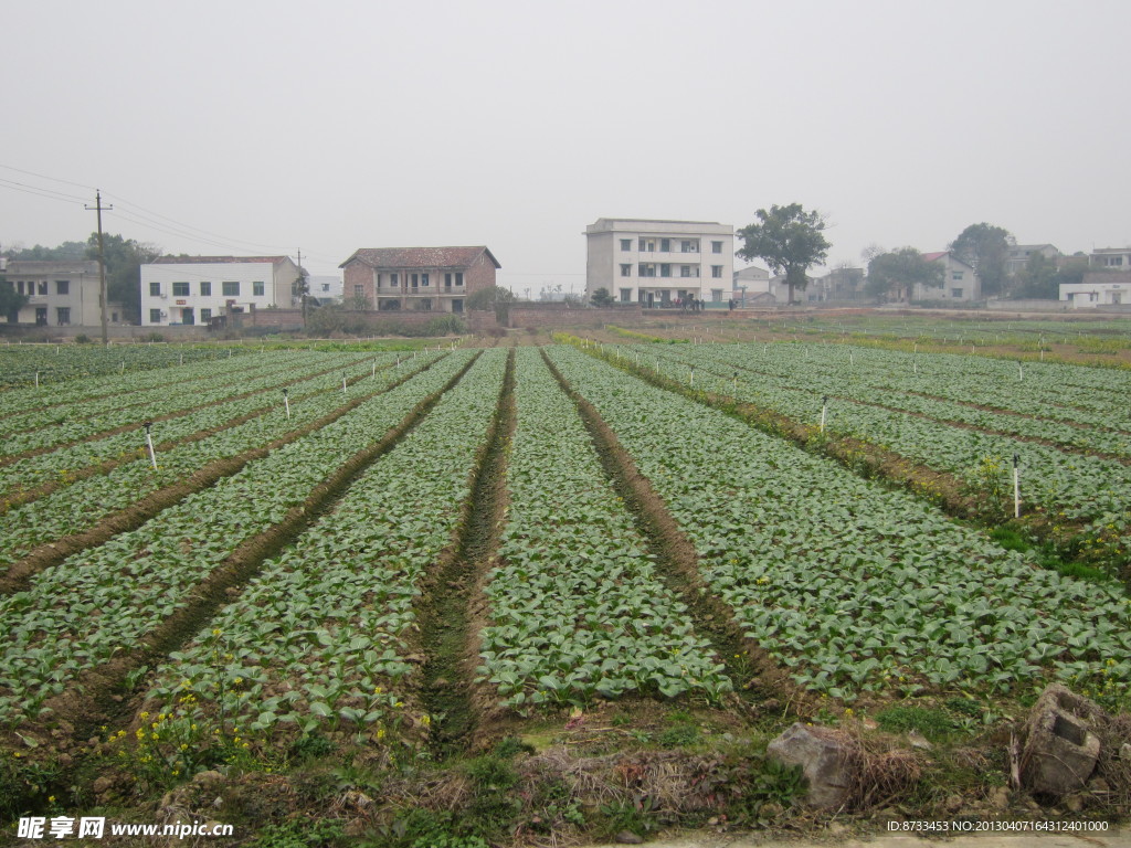 蔬菜基地