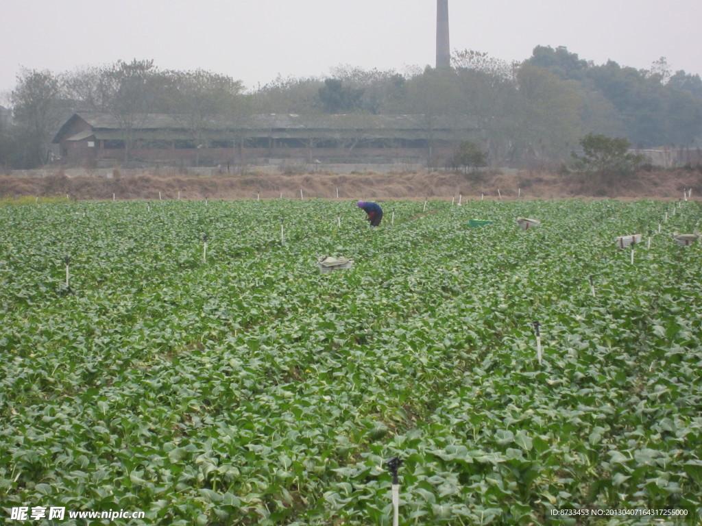 蔬菜基地