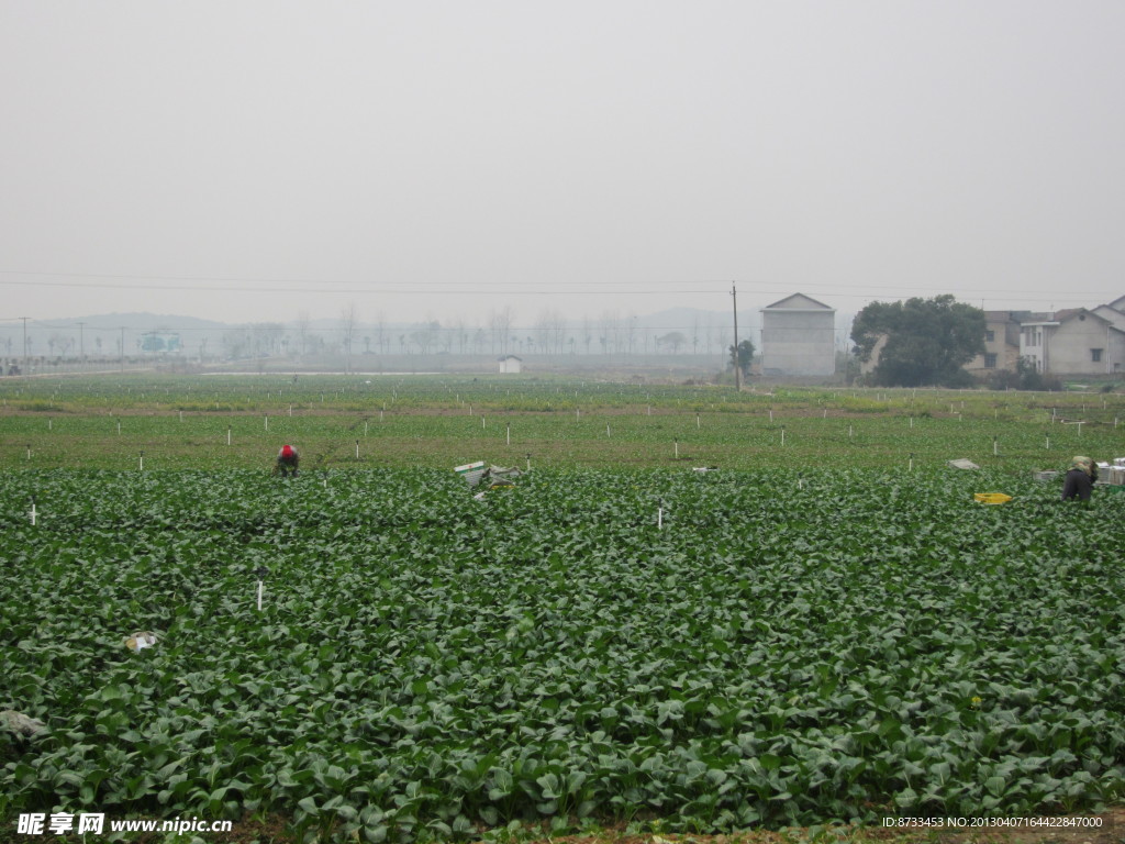 蔬菜基地