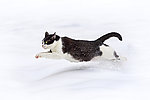 雪地小猫