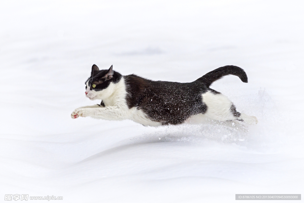 雪地小猫