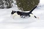 雪地小猫