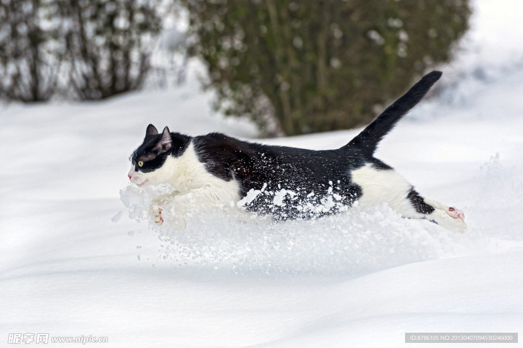 雪地小猫