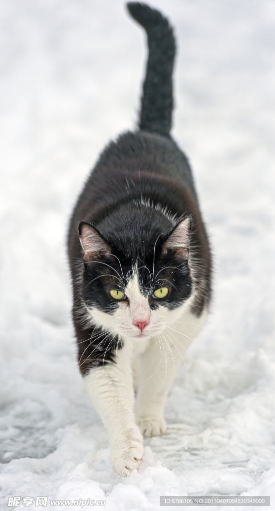 雪地小猫