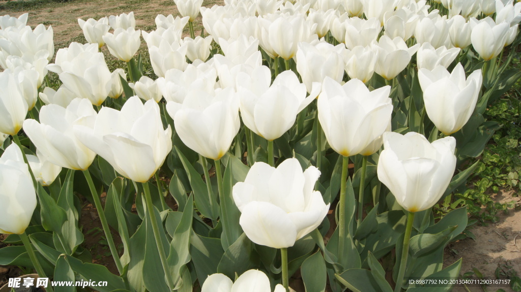 郁金香花