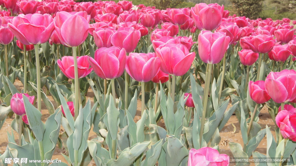 郁金香花