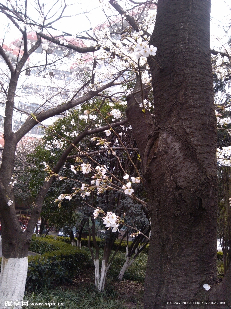 樱花