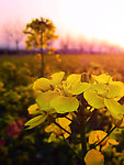 夕阳的油菜花