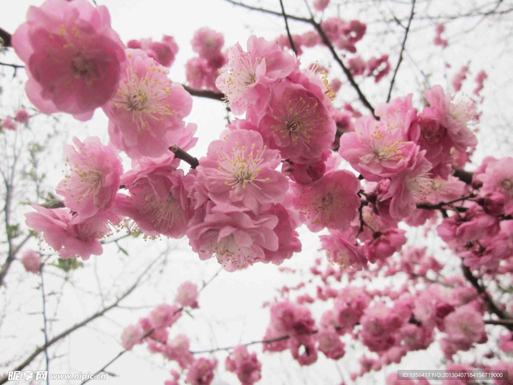 桃花