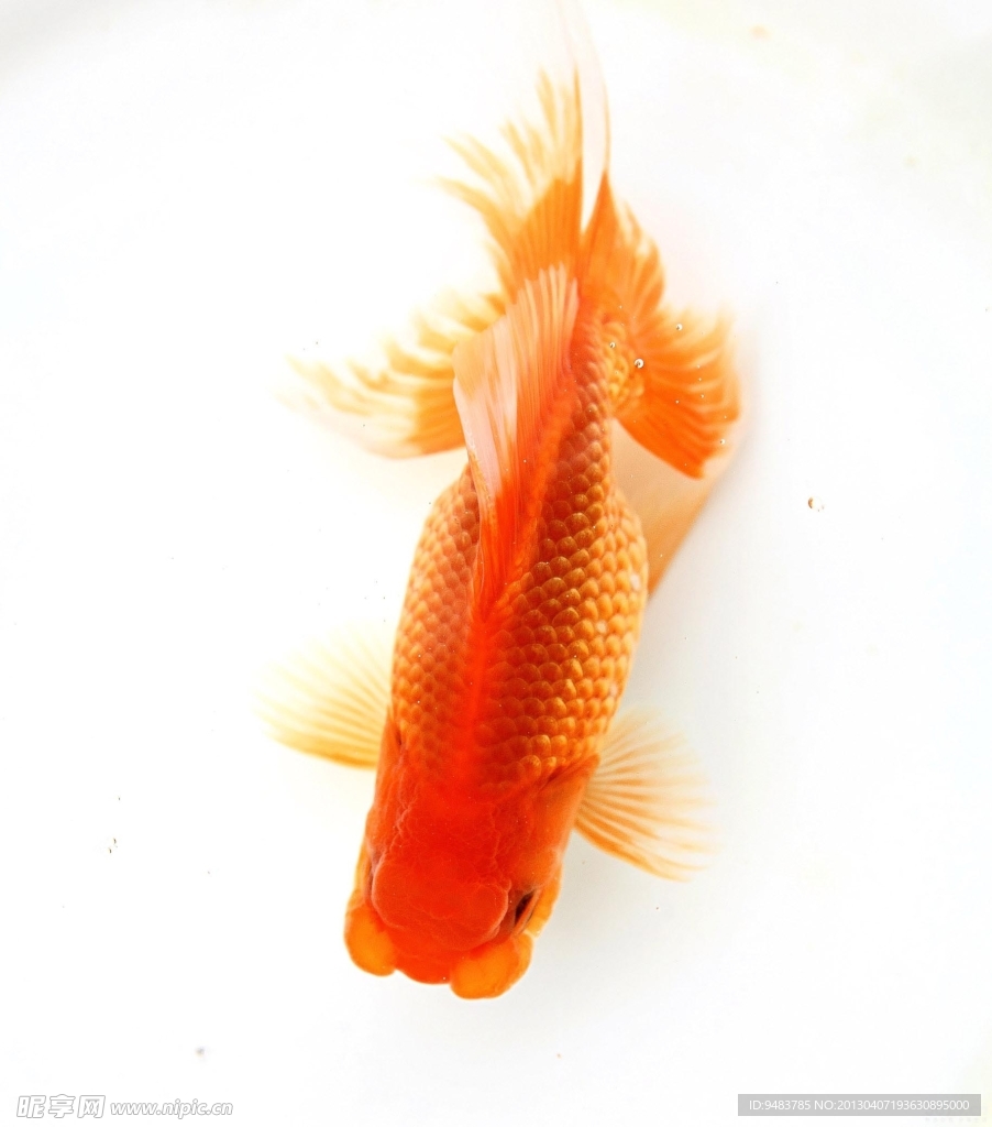 金鱼