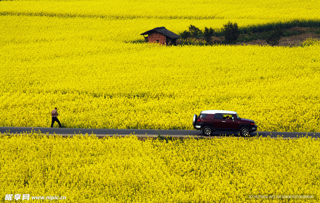 川西油菜花