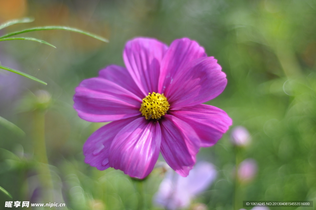 波斯菊　格桑花　秋英菊