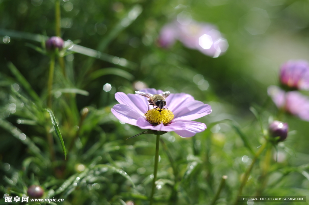 波斯菊　格桑花　秋英菊