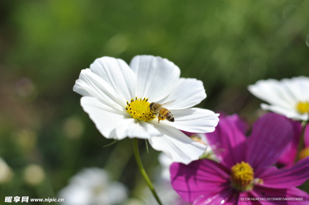 波斯菊　格桑花　秋英菊