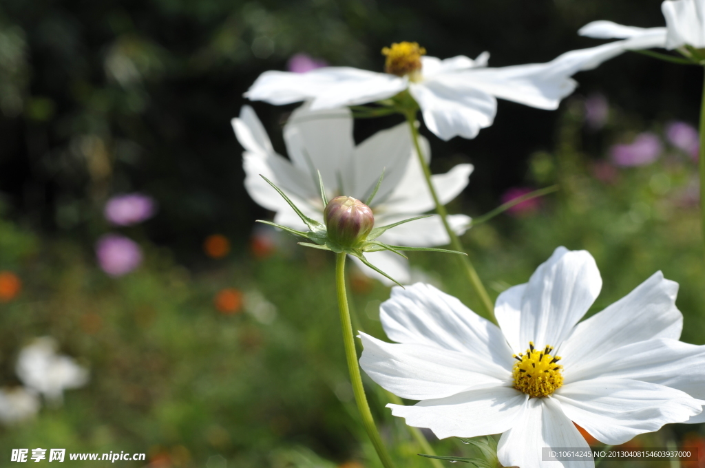 波斯菊　格桑花　秋英菊