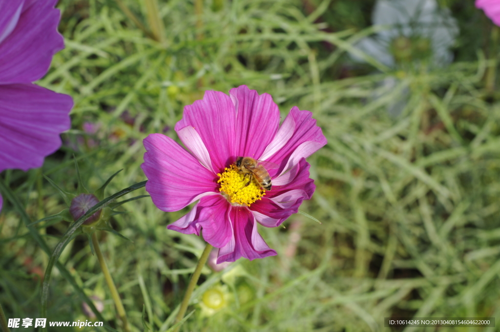 波斯菊　格桑花　秋英菊