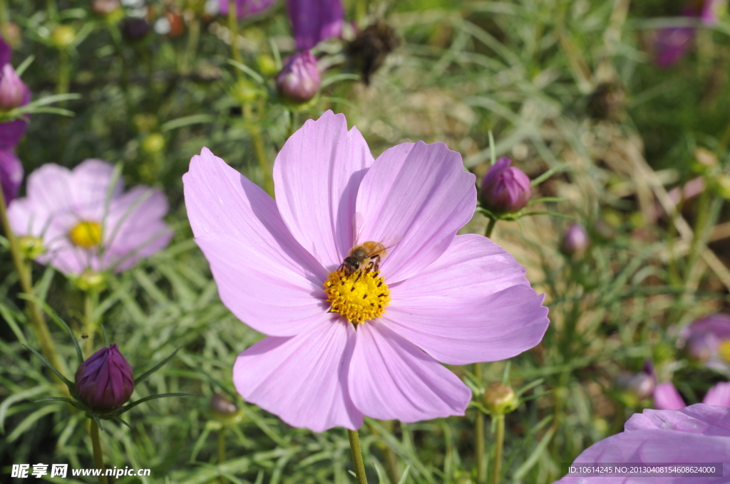 波斯菊　格桑花　秋英菊