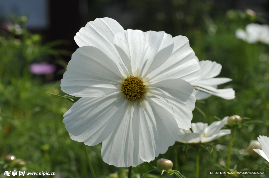 波斯菊　格桑花　秋英菊