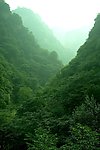 邢台 紫金山 植被