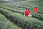 采茶