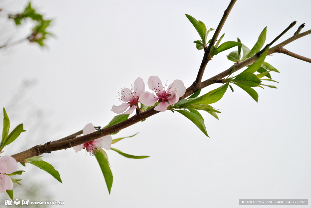 桃花