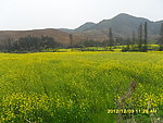 田园风光